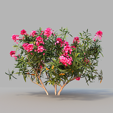 Mediterranean Oleander: Realistic Plant Model 3D model image 1 