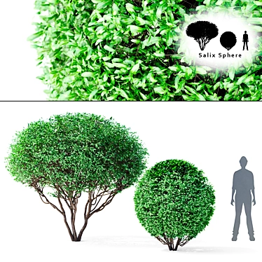 Salix Sphere | Willow Tree Sculpture 3D model image 1 