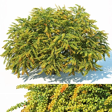 Green Carpet XL Berberis Thunbergii 3D model image 1 