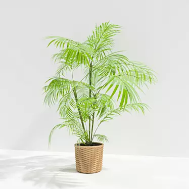 Houseplant Turtle Green