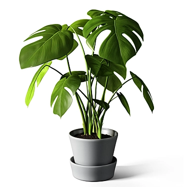 Monstera Leaf Wall Decor 3D model image 1 