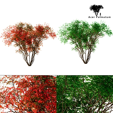 Japanese Maple Season 2: Exquisite Acer Palmatum Tree 3D model image 1 