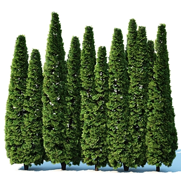 Thuya Occidentalis Hedge: Privacy Perfected 3D model image 1 