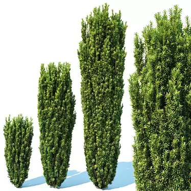 Fastigiata Robusta Taxus Baccata: Height-Optimized Evergreen 3D model image 1 