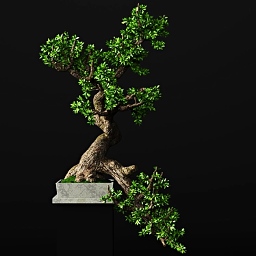 55cm Bonsai Tree: Realistic 3D Model 3D model image 1 