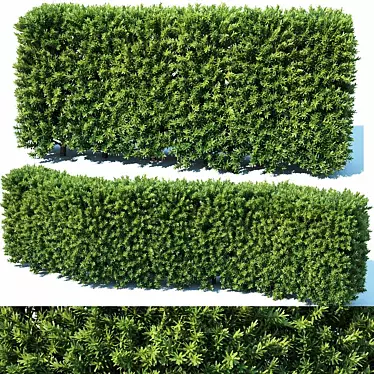 Premium Modular Hedge: Taxus Baccata 3D model image 1 