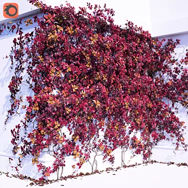 Parthenocissus Grape Climbing Plant 3D model image 1 