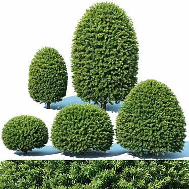 Precise Greenery: Taxus Topiary Set 3D model image 1 