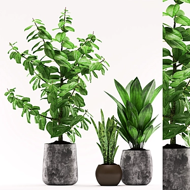 Elegant Trio: Aspidistra, Sansevieria & Ficus 3D model image 1 