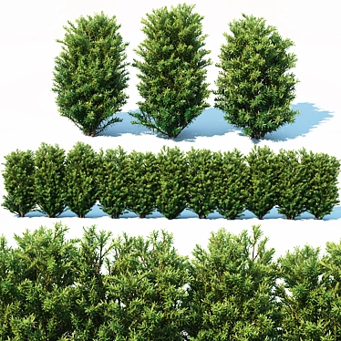 Premium 70cm Hedge Model 3D model image 1 