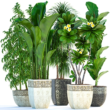 Exotic Plant Collection: Tropical Foliage, Frangipani, Ficus, and More 3D model image 1 