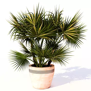 Amerian Palm: Acoelorrhaphe wrightii 3D model image 1 