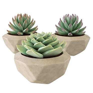 3D Succulent Plant Set 3D model image 1 