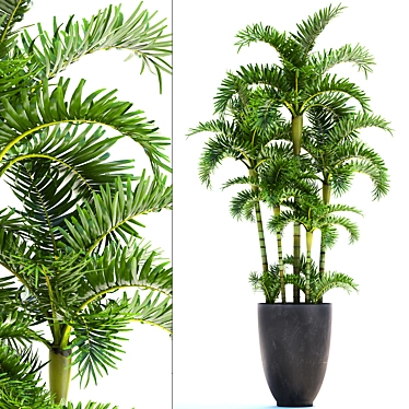 Exotic Areca Palm Seeds 3D model image 1 