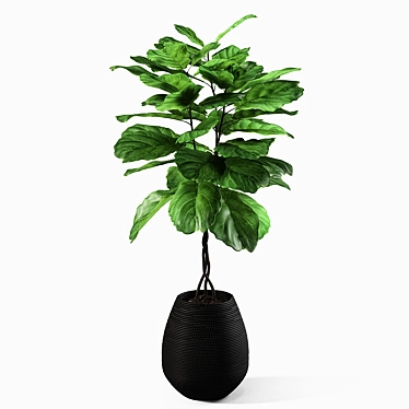 Exquisite Ficus Lyrata: UV Mapped, Versatile Render Formats 3D model image 1 