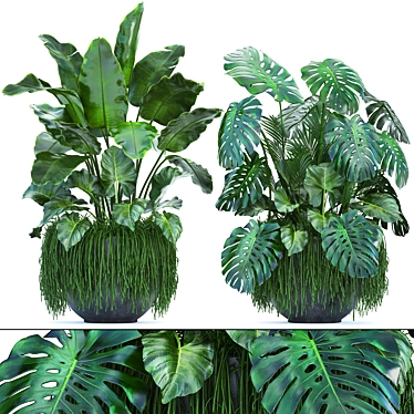 Exotic Plant Collection: Banana Palm, Alocasia Macrorrhiza, Monstera 3D model image 1 