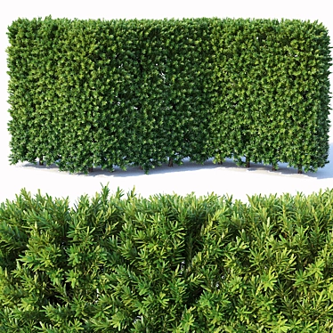 Premium Taxus Baccata Hedge 3D model image 1 