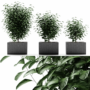 33 Plant Varieties Bundle 3D model image 1 