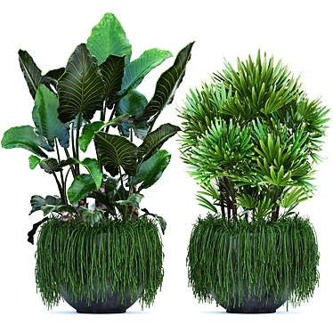 Exotic Plant Collection: Alocasia, Rhipsalis, and more! 3D model image 1 