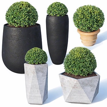 Buxus microphylla - Versatile Low Poly Plant 3D model image 1 