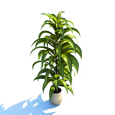 Houseplant Pine Tree