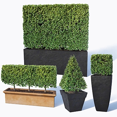 Versatile Buxus Microphylla Hedge 3D model image 1 