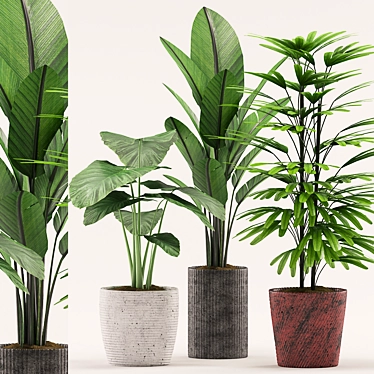 107: Colocasia Esculent, Palm, Banana Plant with Pot 3D model image 1 