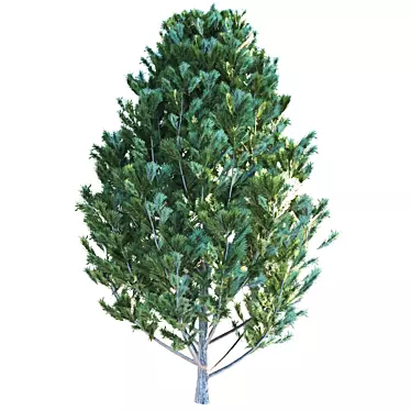 Cedar Pine - 2.8m Tall - Lifelike Design 3D model image 1 