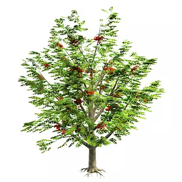 Title: Exquisite Rowan Tree: Bring Nature Home 3D model image 1 