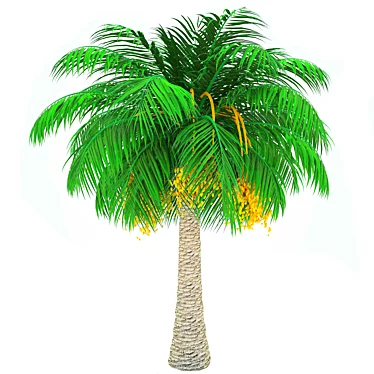 Elegant Finik Palm for a Natural Oasis 3D model image 1 