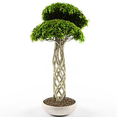 Lush Ficus Retusa: Realistic 3D Model 3D model image 1 