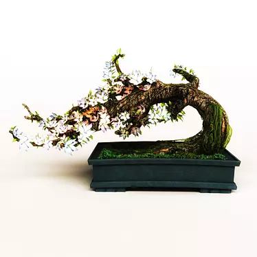 Bonsai tree