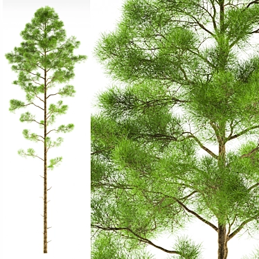 Pine Forest Greenery Accent 3D model image 1 