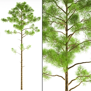 Polys Pinus_Sylvestris C: Transform Your Landscape 3D model image 1 