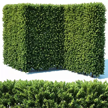 Versatile Taxus Baccata Hedge 3D model image 1 