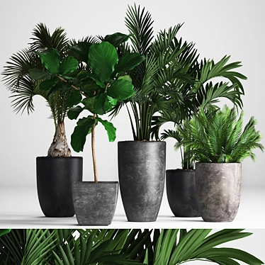 Exotic Plant Collection: Palms, Ficus, Hovea 3D model image 1 