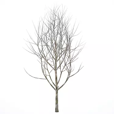  Winter Wonderland Tree 3D model image 1 