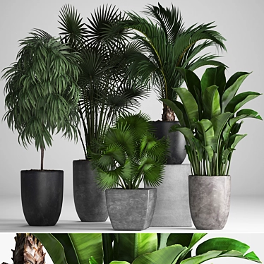 Exotic Plant Collection: Ficus, Palms, and More 3D model image 1 