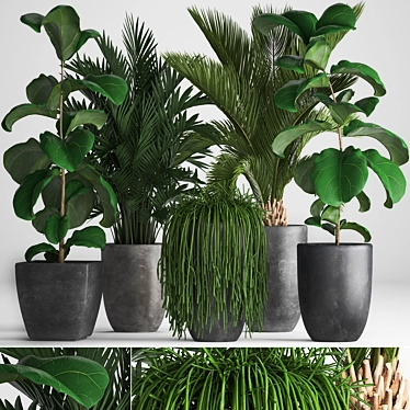 Exotic Plant Collection: Howea Forsteriana, Hovea, Kentia, Ficus Lyrata, Phoenix Roebelenii 3D model image 1 