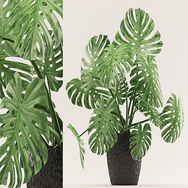 Stylish Monstera Plant in Black Pot 3D model image 1 