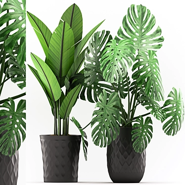 Stylish Monstera and Banana Palm Combo 3D model image 1 