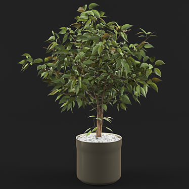 Luxury Ficus Plant: Elegant Greenery 3D model image 1 