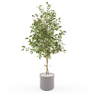 Stunning Ficus Plant: Ficus_002 3D model image 1 