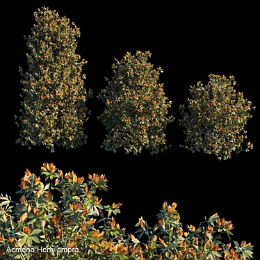 Striking Acmena Hemilampra Bush 3D model image 1 