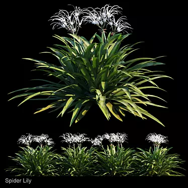 4-in-1 Spider Lily Set 3D model image 1 