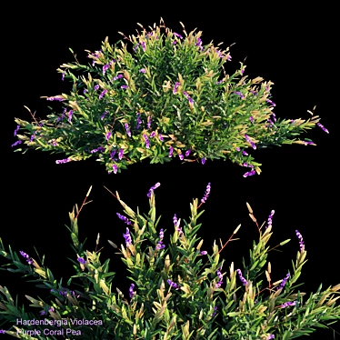 Vibrant Purple Coral Pea 3D model image 1 