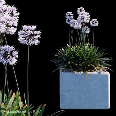 Title: Agapanthus 'Baby Pete' Bush 3D model image 1 