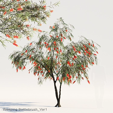 Weeping Bottlebrush Var1: Cascading Beauty 3D model image 1 