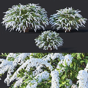 Grefsheim Spirea: Beautifully Detailed and Versatile 3D model image 1 