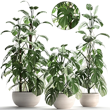 Exotic Monstera Plant in White Pot 3D model image 1 